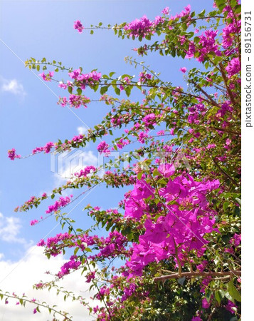 藍天盛開的九重葛 8 沖繩 89156731