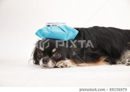 黑色和棕褐色長外套吉娃娃用冰袋冷卻頭部和頸部 89156979