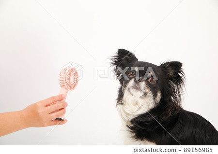 Handy fan and black and tan long coat Chihuahua 89156985