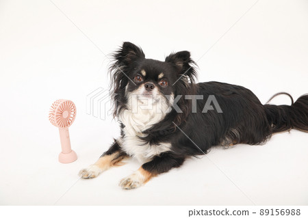 Handy fan and black and tan long coat Chihuahua 89156988