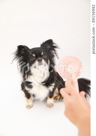 Handy fan and black and tan long coat Chihuahua 89156992