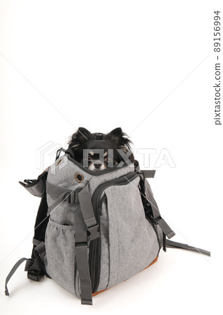 Black and Tan long coat Chihuahua in a backpack type carry bag 89156994