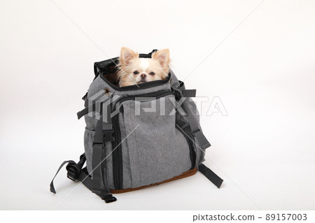 Cream-colored long coat Chihuahua in a backpack-type carry bag 89157003