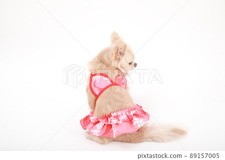 米色長外套 Chihuahua 寵物泳衣 89157005