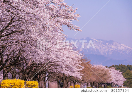 中川沿岸的黑磯櫻花樹、雪山和櫻花 中川沿岸的黑磯櫻花樹、雪山和櫻花 89157594