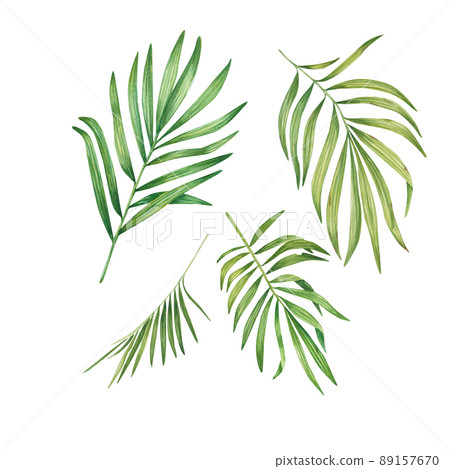 Exotic green plant in watercolor. Tropical leaves, palm leaf, bamboo. Isolated on a white background. Suitable for design, invitations, wallpapers, weddings, packaging. Botanical illustration Exotic green plant in watercolor. Tropical leaves, palm leaf, bamboo. Isolated on a white background. Suitable for design, invitations, wallpapers, weddings, packaging. Botanical illustration 89157670