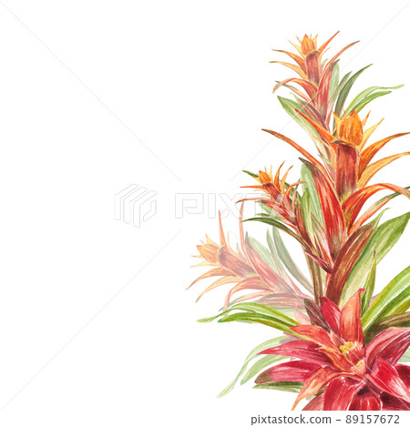 Tropical bromeliad plant with red and green leaves, hand-painted in watercolor. The illustration is highlighted on a white background. Spring or summer flower for weddings, invitations, postcards Tropical bromeliad plant with red and green leaves, hand-painted in watercolor. The illustration is highlighted on a white background. Spring or summer flower for weddings, invitations, postcards 89157672