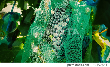 Protective mesh from birds and large insects for grapes 89157851