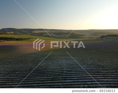 Lavender scented fields in endless rows with blooming flowers aerial view drone purple field against blue sky summer sun sunset. Lavender Oil Production. Field with lavender rows. Aromatherapy. Relax. Lavender scented fields in endless rows with blooming flowers aerial view drone purple field against blue sky summer sun sunset. Lavender Oil Production. Field with lavender rows. Aromatherapy. Relax. 89158013