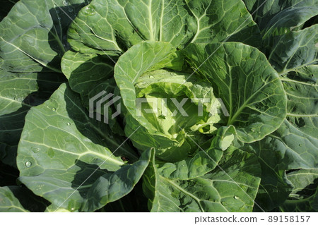 栽培白菜 89158157