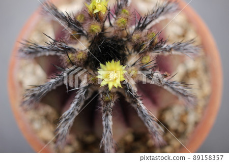 仙人掌 Pectinifera Uebelmannia 仙人掌 Pectinifera Uebelmannia 89158357