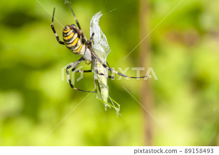Argiope spider Argiope spider 89158493