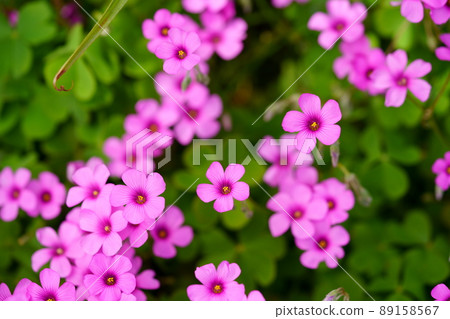美麗的桃紅色酢漿草花 美麗的桃紅色酢漿草花 89158567