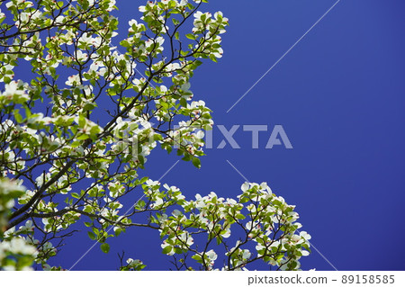 山茱萸仰望藍天 89158585