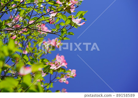Dogwood looking up at the blue sky 89158589