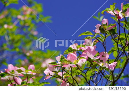 Dogwood looking up at the blue sky 89158590