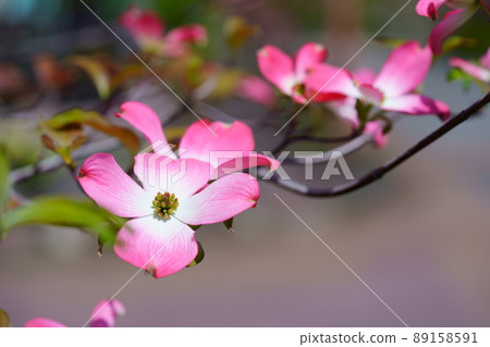 Cute dogwood flowers 89158591