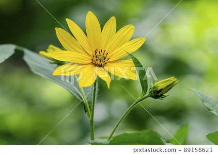 菊芋 菊芋 89158621