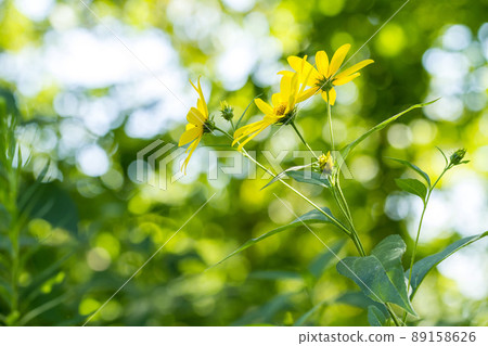 菊芋 89158626