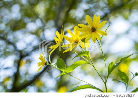 菊芋 89158627