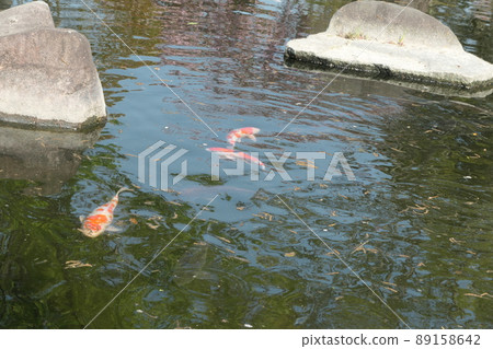 有鯉魚和錦鯉的風景 有鯉魚和錦鯉的風景 89158642