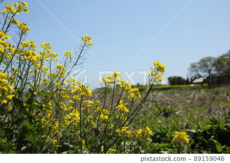 Rape blossoms Rape blossoms 89159046