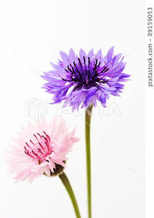 Yakkermuthau Yakkermuthau 89159053