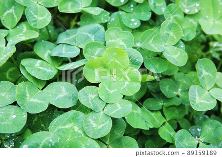 Four leaves clover Four leaves clover 89159189
