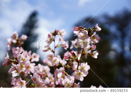 Cherry Blossoms Cherry Blossoms 89159255
