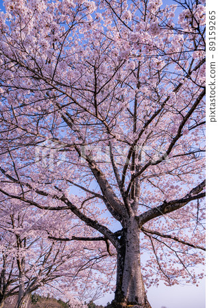A row of cherry blossom trees in Nasushiobara, cherry blossoms in Tochigi prefecture, cherry blossoms in Nasu Higashihara Park 89159265
