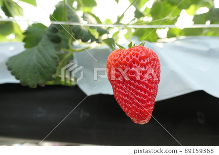 Strawberry picking 89159368