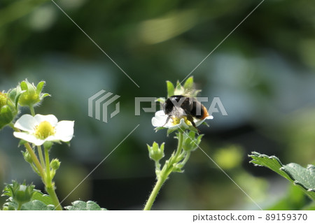Strawberry flower and bee 89159370