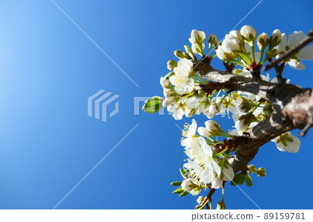 梅花 梅花 89159781