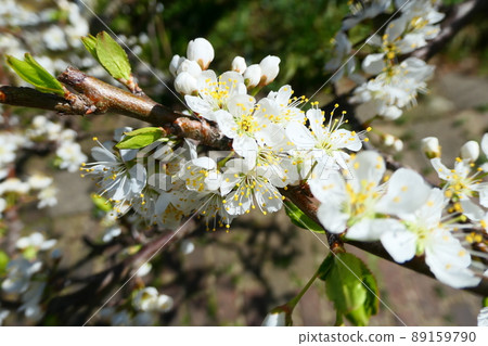 梅花 梅花 89159790