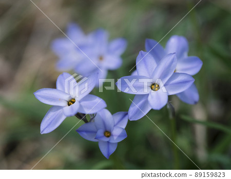 白天的藍色單花_水平1 89159823