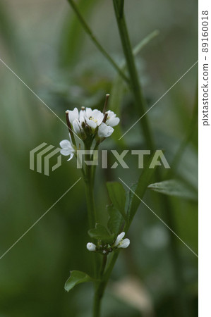 在樹蔭下開花的毛茸茸的苦菜_晴天垂直2 89160018