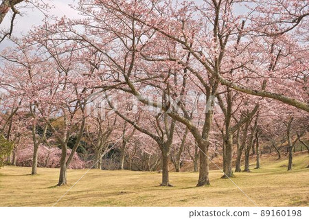 Yoshino cherry tree in spring park in full bloom Yoshino cherry tree in spring park in full bloom 89160198