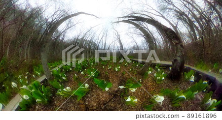 Mizubasho Super Wide Picture 1 (Iizuna Town Mure Mizubashoen) Mizubasho Super Wide Picture 1 (Iizuna Town Mure Mizubashoen) 89161896