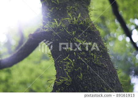 Fern plant (Nokinobu) that grows on the trunk of a tree Fern plant (Nokinobu) that grows on the trunk of a tree 89161913