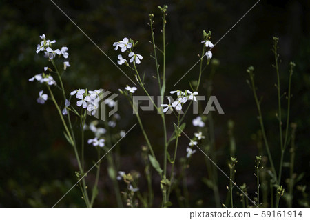 蘿蔔花 蘿蔔花 89161914