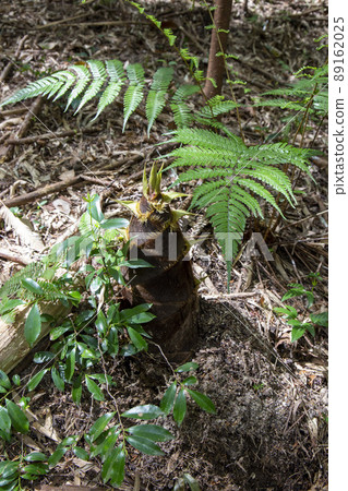 Bamboo shoot of season Bamboo shoot of season 89162025