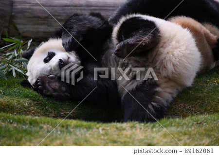 Lying down panda 89162061