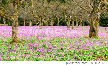 雪國的春天，秋田縣的erythronium地毯 89162168
