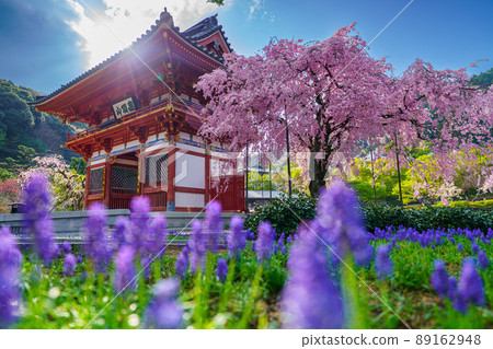 勝王路櫻 勝王路櫻 89162948