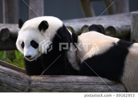 Good friend parent and child panda Good friend parent and child panda 89162953