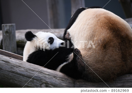Good friend parent and child panda 89162969