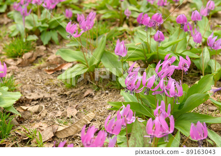Spring in the snowy country, carpet of erythronium, Akita Prefecture 89163043