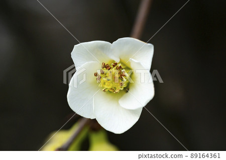 close-up Cerasus subhirtella, also called Jugatsu-zakura belongs to the family Rosaceae White cherry blossoms close-up Cerasus subhirtella, also called Jugatsu-zakura belongs to the family Rosaceae White cherry blossoms 89164361