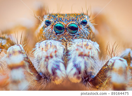 Spider portrait, jumping spider portrait - Yllenus arenarius 89164475