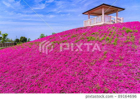 三松池公園，盛開的苔蘚福祿考<愛知縣彌富市> 89164696